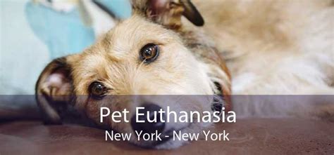 Healthy <b>Pets</b> offers at home <b>pet</b> <b>euthanasia</b>, so that your dog or cat and your family can be where they feel most comfortable and at peace. . Free pet euthanasia nyc